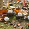 Companion Bird Omnivorous Mini Doll Keychain (Small Nest + Sign)