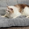 Warm Pet Plush Pad Surrounding Style Cat Cage Mattress Pet Floor Pad Dog Bed Mat  Pet Rest