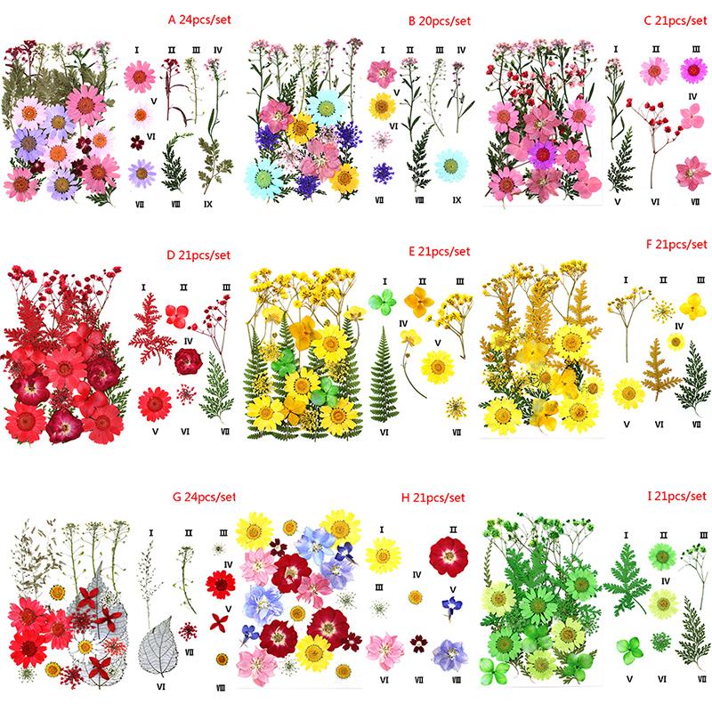 24Pcs Pressed Flower Mixed Dried Flowers Diy Art Floral Decors Collection Gift