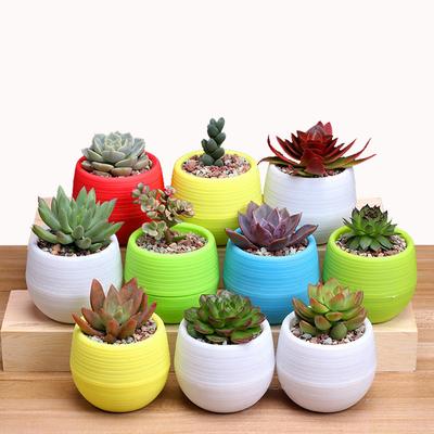 Resin Mini Flower Pot for Succulents Cactus Small Potted Plants Home Office Desk Windowsill Bookshelf Balcony Garden Decor
