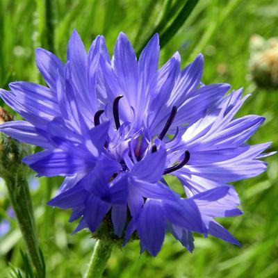 Kornblumen-Kornblumenmischung 100g Blumen für den Garten