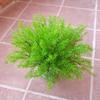 Plant Asparagus Cochinchinensis For Interior Decoration Photography Events