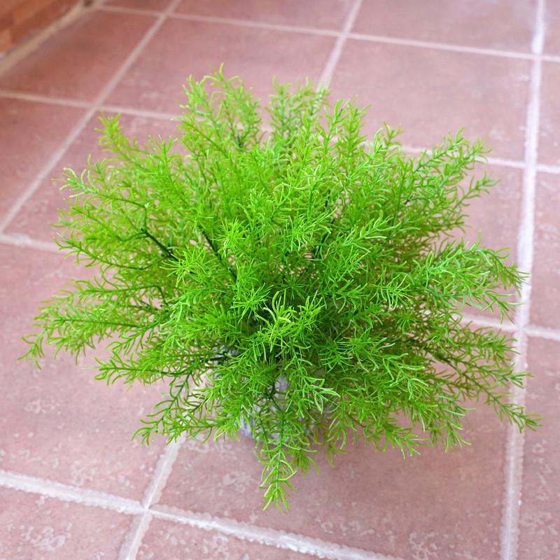 Plant Asparagus Cochinchinensis For Interior Decoration Photography Events