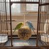 Natural Grass Parrot Hanging Grass Ball Chew-able Bite Resistant Bird Foraging Ball Shreddable Bird Chewing Parakeet