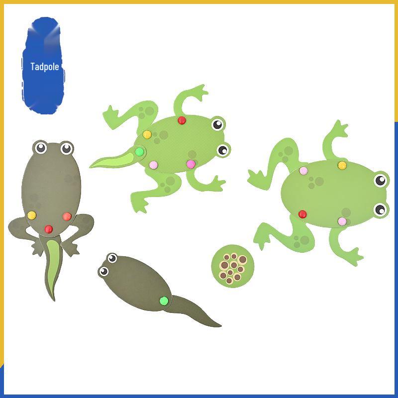 Little Tadpoles: Frog Life Cycle DIY Craft and Science Kits for Kindergarten Other Unique Sizes