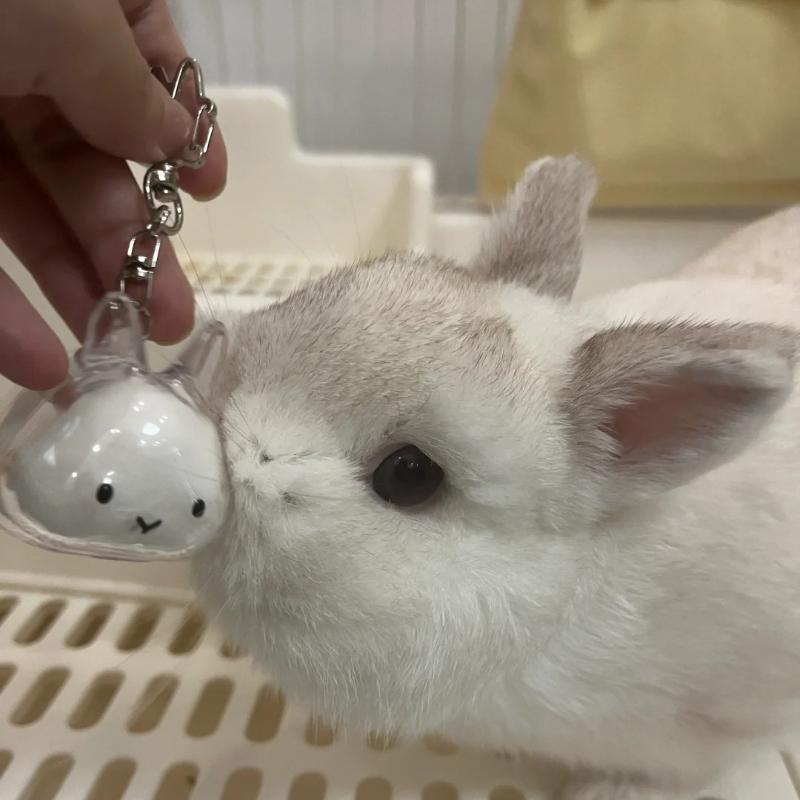 Scatola Trasparente per Ricordi di Pelo di Animale Cartone Animato Portachiavi Organizzatore in Pelliccia di Animale Carino Coniglio Portachiavi Ciondolo Borsa Souvenir per Animali