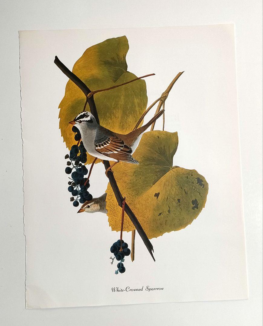 

[USED] Poster: White-crowned Sparrow, Audubon Bird Illustration Sheet, Birds of America