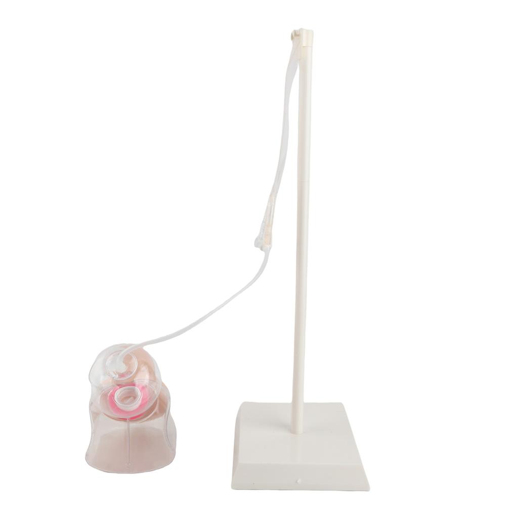 Male Urethral Catheterization Simulator Fluid Circulation System Urinary Catheterization Model for