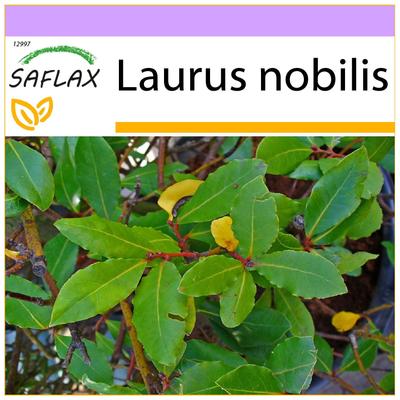 Albero di alloro - 6 semi - Laurus nobilis