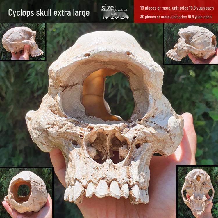 Akril Hüllőtenyésztő Doboz Dekoratív Koponyával