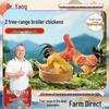 young chicken (2 pcs)