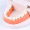 Montessori Educational Toys For Children Early Learning Kids Intelligence Brushing Tooth Teaching Aids Simulated Practical Lifet