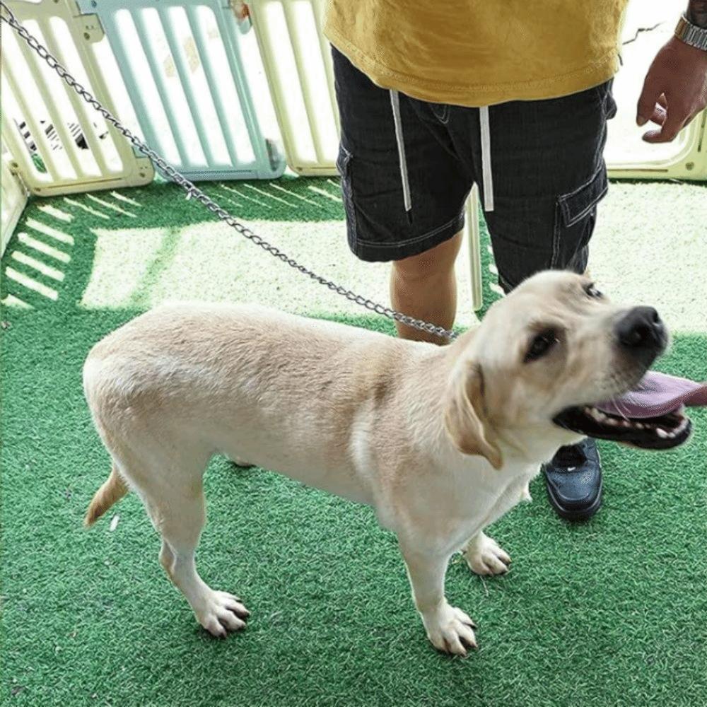 Foam Collar Iron Dog Chain Anti-wear Dog Traction Rope Pet Dog Leash for Medium and Large Dog