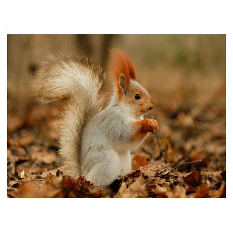 5D DIY Diamant Malerei Holz Eichhörnchen Diamant Mosaik Diamant Stickerei Volle Set Kreuz Stich Kits Home Decor Geschenke