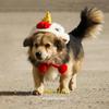 Cute New Year Pet  Lion-dance  Hat Warm Fleece Liner Soft Comfortable Chinese Style Cats Dogs