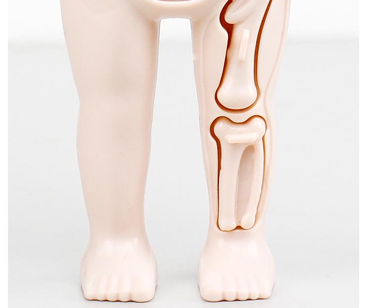 DIY Human Organ Structure Model for Children's Science Education