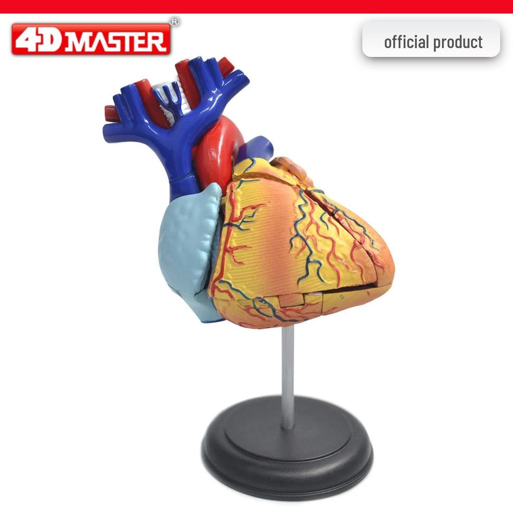 4D Knee Joint Ligament Anatomy Model for Medical Teaching