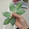 Christmas Home Decoration Flowers Bridal Accessories Fake Plants Artificial Rose Leaves Green Leaf