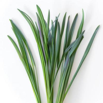 250 Broad Leaf Chives Seeds