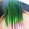 3Pcs Realistic Green Onions Simulation Scallions Artificial Simulation Vegetables for Kitchen Decoration and Photography