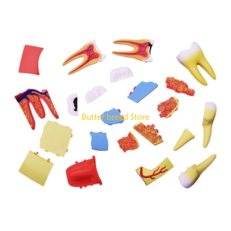 W89C Dentist Dental Dissection Education Teeth Model Demonstration Tool for School