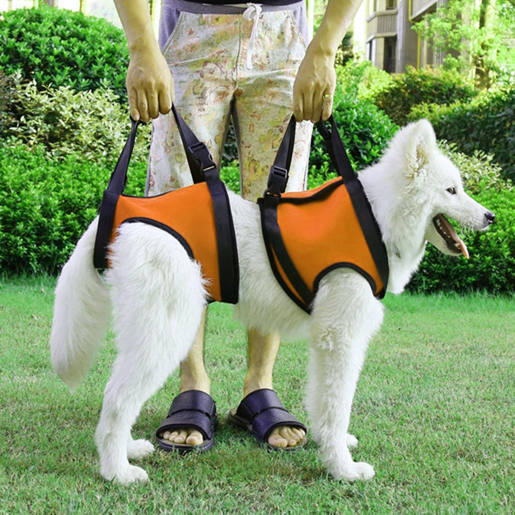 kitty obsession carrier