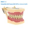 Fit Frasaco AG3 Typodont Dental Teeth Model Full teeth 32Pcs Screw-in Practice Filling Soft Gum Gingivae Teeth Training Teach