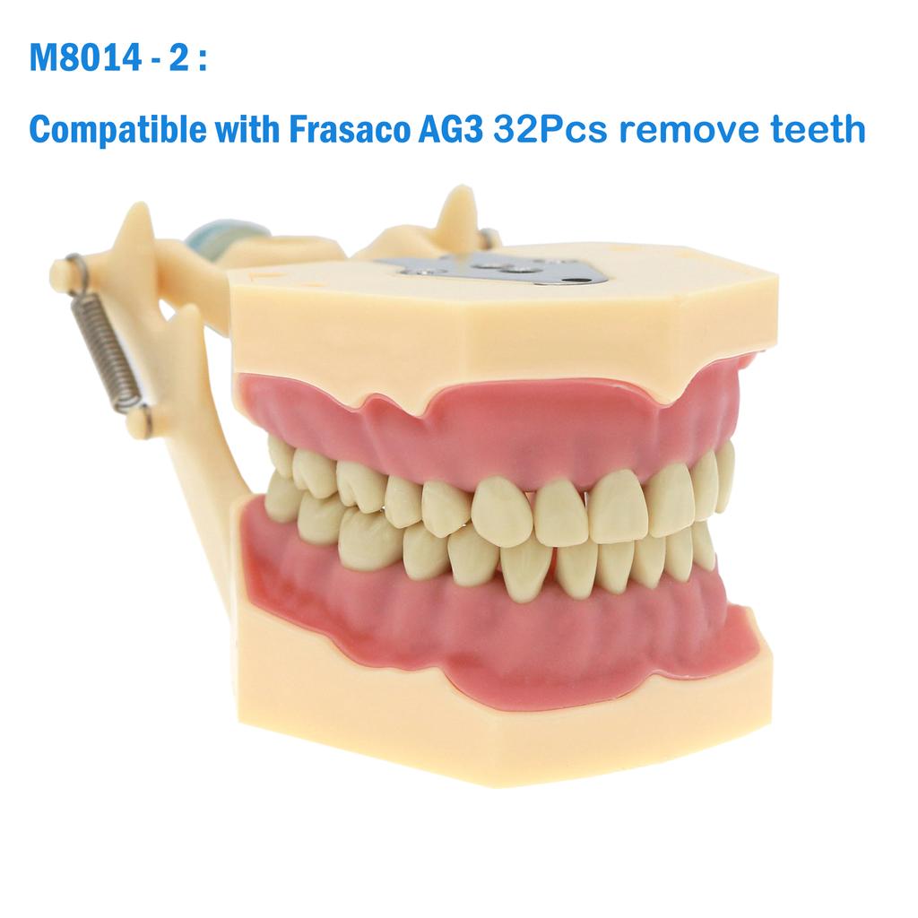 Fit Frasaco AG3 Typodont Dental Teeth Model Full teeth 32Pcs Screw-in Practice Filling Soft Gum Gingivae Teeth Training Teach