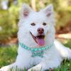 Frienda 5 Pcs Pet Pearl Necklace Diamond Crystal Dog Pearl Necklace Collars with Bling Rhinestones Bone Dog Cat Jewelry Set Wedding Collar for Puppy