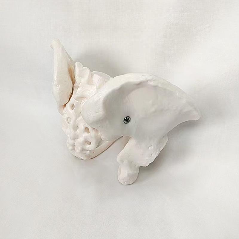 Portable Mini Pelvis Model: Human Sacrum, Hip, and Pelvic Bone Anatomy for Rehabilitation and Teaching