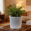 Ghivece de flori și coșuri – Containere pentru răsad