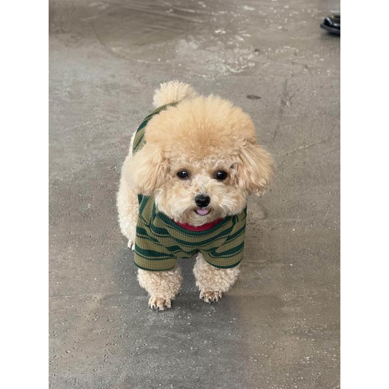 Teddy Dog Shirt Spring Autumn Outdoor Warmth Prevention Two Feet Clothes round Neck T-Shirt Panda Pattern Pet Clothing Access...