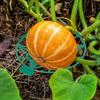 10Pcs Watermelon Cradles Pumpkin Supports Plastic Strawberry Stand Plant Growing Holder Protective Rack for Squash cantaloupe