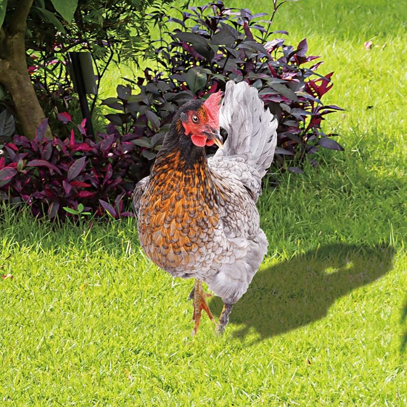 Chicken Garden Stakes Acrylic Yard Signs Outdoor Sculpture Statue Potted Plant Ornaments Garden Insert Yard Lawn Decor