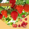 Yachaopo Freeze-Dried Strawberry Crisps