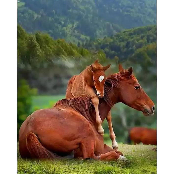 

DIY Алмазная картина Полная круглая вышивка крестом Распродажа Алмазная вышивка Новое поступление Мозаика со стразами Домашний декор 15x20CM