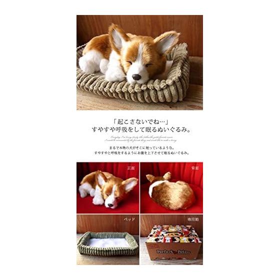 Nini and Kino Perfect Pet (Small Size) Corgi Stuffed Toy Dog Dog Realistic Look-alike Miscellaneous Goods Animal Healing Moving Present Gift