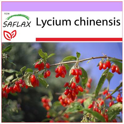 Goji-Beere – 200 Samen – Lycium chinensis