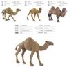 Wildlife Pvc Model Collection With Realistic Desert Camels For Classroom Decor