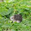 Mini Hedgehog Resin Figurine Miniature Animal Figures Cake Topper Decoration Tiny Hedgehog Ornaments for DIY Fairy Garden Moss Landscape Home Decor