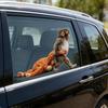 Monkey Stickers Adorable Baby Monkey Window Decal for Car And Glass Surfaces Easy to Install Remove No Residue Vinyl Cute Animal Decoration