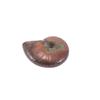 Luck Madagascar Stone Gifts Mascot Iridescent Specimen Ammonite Natural