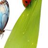 Insecte – Terarii pentru insecte