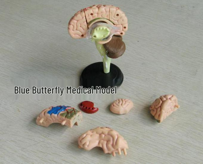 4DMaster Menschliche Anatomie Gehirnstruktur Modell