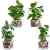Artificial Potted Plants, Set of 4 Faux Tabletop Greenery with Clear Glass Pots and Cobblestones, Included Artificial Taro