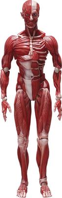 Figma Model lidského těla Měřítko mimo ABS & PVC Malovaná pohyblivá figurka F51042