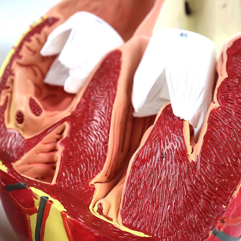 Hongyan 4X Detachable Human Heart Model