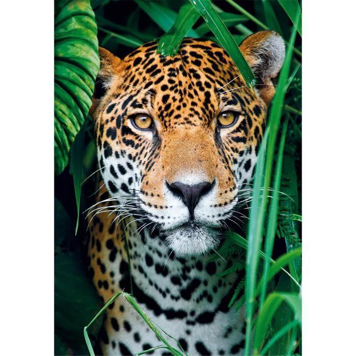 Puzzle 500 Pieces + Poster : Jaguar In the Jungle