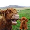 Vache des Highlands Peluche Living Nature Ours en Peluche Jouets Mignons à Câliner Enfants