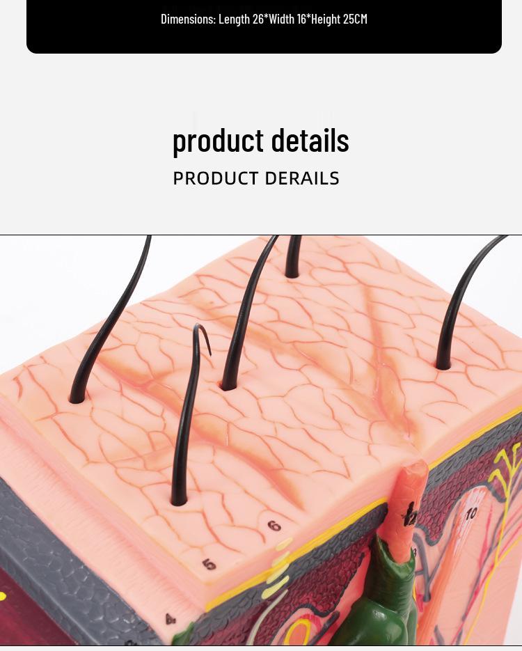 50x Magnified Human Skin Tissue Anatomical Model for Medical and Beauty Training